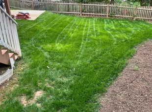 Shannon C.'s Lawn Mowing service result