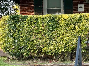 Daphne B.'s Bush Trimming service result
