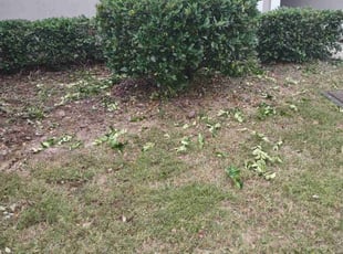 Bush Trimming by Nakia Fleming for Maria M. in Jacksonville, FL