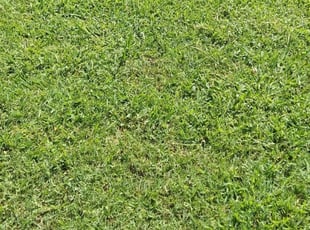 Leaf Removal by Rocky Robertson for Beth H. in Norman, OK