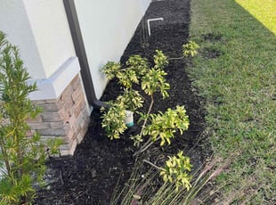 Weeding by Richard Wenner for Ray R. in Sarasota, FL