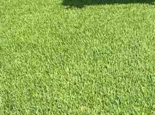 Michael J.'s Lawn Service service result