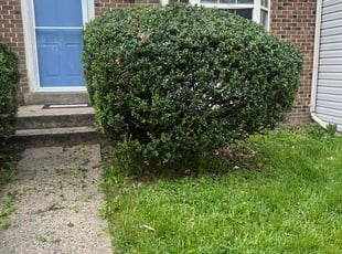 Bush Trimming by Alberth Alvarez for Thomas D. in Woodbridge, VA