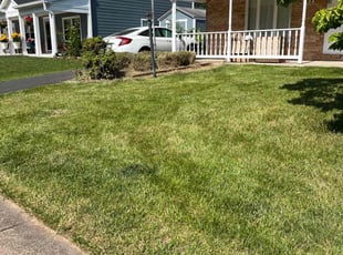 Bush Trimming by Alesandre Duarte for Morgan W. in Sterling, VA