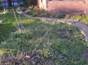 Landscaping by Chris Stewart for Trevor S. in Washington, DC