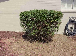 Bush Trimming by Marvin Gray for Kimber S. in Phoenix, AZ