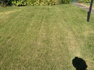 Maribel A.'s Lawn Mowing service result