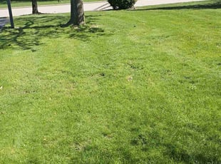 Robert M.'s Grass Cutting service result