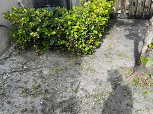 Bush Trimming by Michael Smith for Desiree S. in Margate, FL
