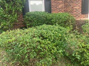 Cleanups by David Pope for Debbie R. in Charlotte, NC