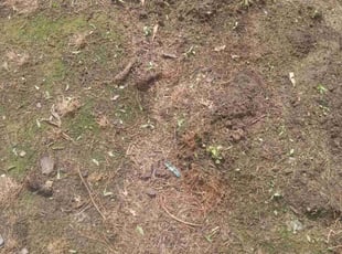 Weeding by Terry Felo for Muner M. in Harvey, LA