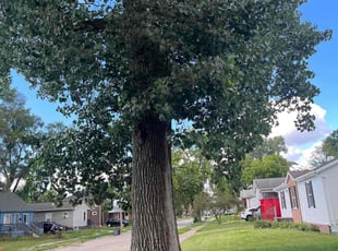 Bobby C.'s Lawn Maintenance service result
