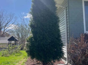 Bush Trimming by Anthony Allison for Elisabeth A. in Minneapolis, MN
