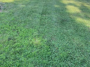 Ken P.'s Yard Cutting service result