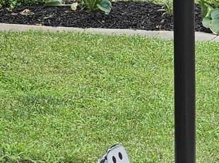 Lily R.'s Mulching service result