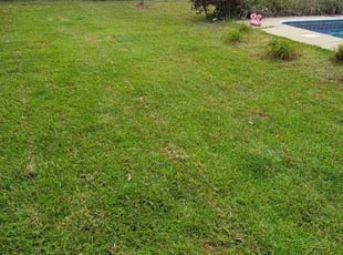 Connie L.'s Grass Cutting service result