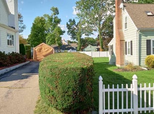 Bush Trimming by Monica Litho for Denese T. in Brockton, MA