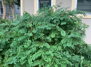 Bush Trimming by Mario Williams for Mel C. in Minneapolis, MN
