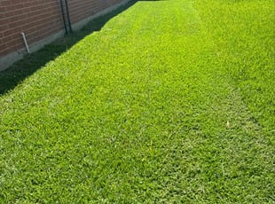 Donald L.'s Lawn Mowing service result