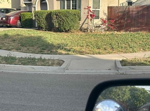 Bush Trimming by Martin Marquez for Alexandra F. in Patterson, CA