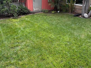 Niko M.'s Lawn Mowing service result