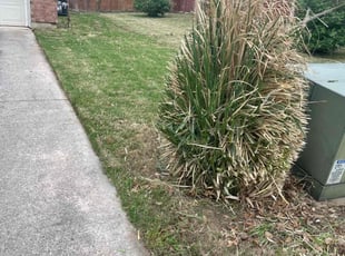 Bush Trimming by Gabriel Piedra for mike r. in Flower Mound, TX