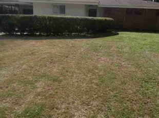 Bush Trimming by Wisdom Adikema for Travis D. in Baton Rouge, LA