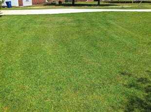 Vanessa H.'s Lawn Care service result