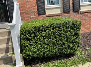 Bush Trimming by Carlos Portillo for Debra R. in Fort Washington, MD