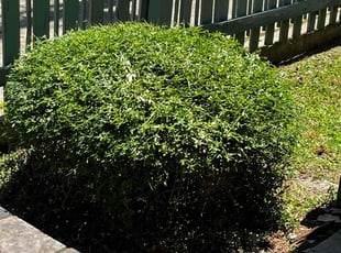 Bush Trimming by Ian Jackson for Julia M. in Atlanta, GA