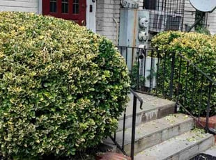 Bush Trimming by Allan Roberts for Olivia K. in Washington, DC