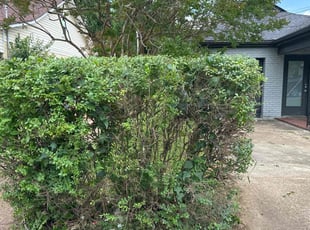 Bush Trimming by Christopher Shive-Salvador for Melissa H. in Nashville, TN
