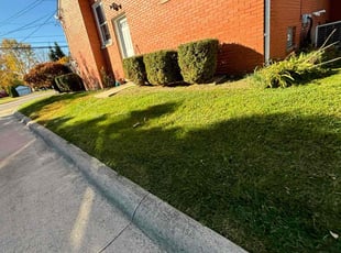 Guadalupe Z.'s Lawn Care service result