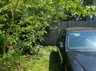 Bush Trimming by Dierre McDaniel for George J. in Cleveland, OH