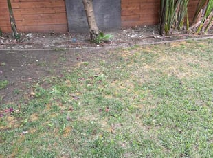 Leaf Removal by Santos Pereira for Devin C. in Los Angeles, CA