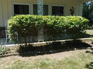 Bush Trimming by Thomas Swert for William B. in Toledo, OH