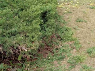 Bush Trimming by for Joanne L. in Fridley, MN