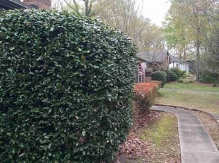 Bush Trimming by Adams Paiz for Kristie V. in Charlotte, NC
