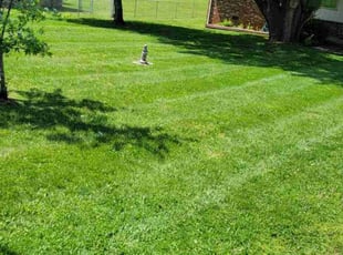 Randy S.'s Lawn Mowing service result