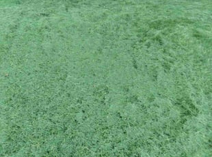 Amy R.'s Lawn Mowing service result