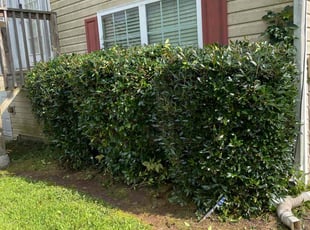 Bush Trimming by Parrish E Smith for Bo D. in Atlanta, GA