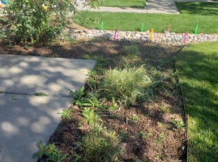 Bush Trimming by Carlos Mendoza for Pat M. in Denver, CO