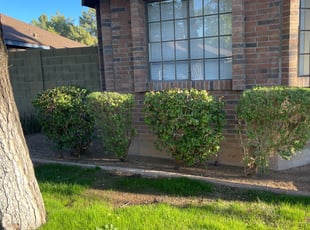 Bush Trimming by MarcusDesert no ok Burrell for Pat C. in Gilbert, AZ