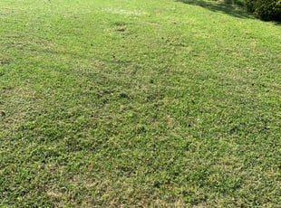 Weeding by Jeffrey Elkins for Maria S. in Snellville, GA