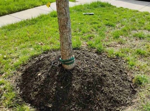 Mulching by Luis Velasco Iraheta for Jessie B. in Upper Marlboro, MD