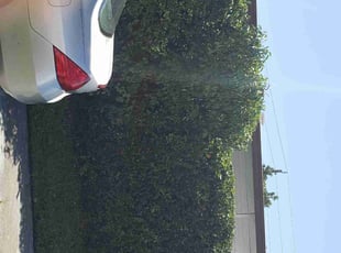 Bush Trimming by Curtis Campbell for Margaret F. in Bradenton, FL