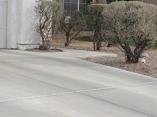 Bush Trimming by Lamont Johnson for Nick O. in Las Vegas, NV