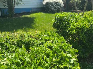 Bush Trimming by Ace Morris for Tanya L. in Hyattsville, MD