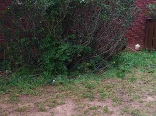 Bush Trimming by Joseph Graham for Sophila J. in McDonough, GA