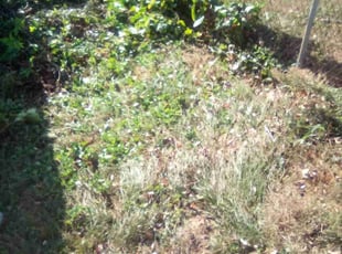 Cleanups by Raymone Wimpye El for Elbert F. in Cincinnati, OH